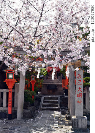 京都　祇園　辰巳大明神の春 123037980