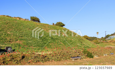 下田市の爪木崎の冬 123037989