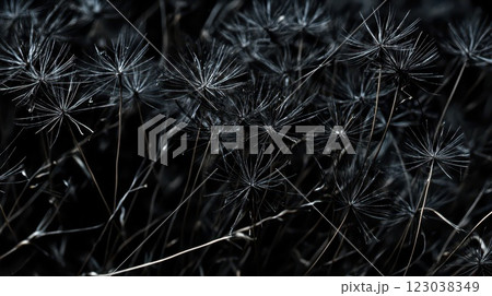 Dried grass flowers bloom in a dark setting 123038349