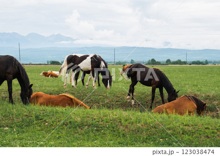 Modern animal livestock. Horses grazing in green field grassland farm countryside background. Horse in meadow chewing grass outdoor. Horse in natural eco farm. Herd of horses on green pasture 123038474