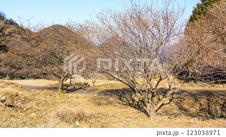 富士山の見える棚田である石部棚田の冬 123038971