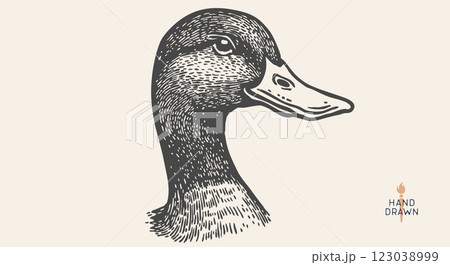 Duck, mallard sketch. Hand drawn. Vintage retro print, black duck, mallard drake drawing, engrave old school style. Sketch artwork silhouette duck, mallard drake, white background. Vector Illustration 123038999