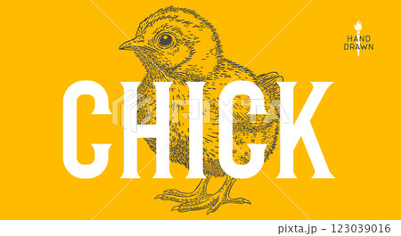 Chick. Hand drawn. Chicken chick, sketch drawing. Vintage retro print, chicken chick sketch ink pencil style drawing, engrave old school. Sketch artwork silhouette. Vector Illustration 123039016
