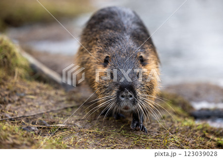 A nutria or coypu (Myocastor coypus) walks along the bank of a pond 123039028