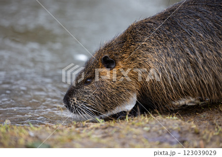 A nutria or coypu (Myocastor coypus) walks along the bank of a pond A nutria or coypu (Myocastor coypus) walks along the bank of a pond 123039029