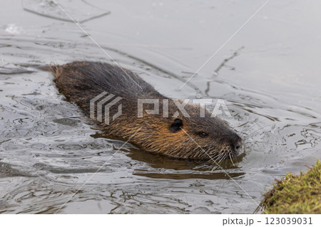 A nutria or coypu (Myocastor coypus) swims in a half-frozen pond 123039031