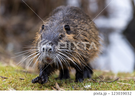 A nutria or coypu (Myocastor coypus) walks along the bank of a pond 123039032