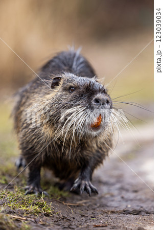 A nutria or coypu (Myocastor coypus) stands on the bank of a pond A nutria or coypu (Myocastor coypus) stands on the bank of a pond 123039034