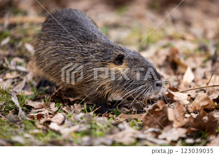A nutria or coypu (Myocastor coypus) walks on a meadow with foliage A nutria or coypu (Myocastor coypus) walks on a meadow with foliage 123039035