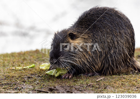 A nutria or coypu (Myocastor coypus) eats salad on waterfront A nutria or coypu (Myocastor coypus) eats salad on waterfront 123039036