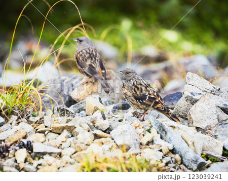 2羽のイワヒバリ 123039241