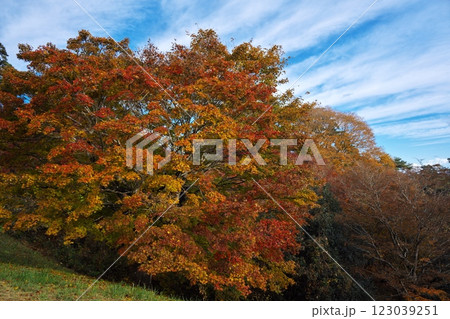 秋の西行戻しの松公園 松島を一望できるカフェ ル・ロマンの楓の紅葉 秋の西行戻しの松公園 松島を一望できるカフェ ル・ロマンの楓の紅葉 123039251