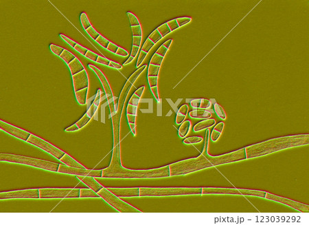 Fusarium fungi, 3D illustration 123039292