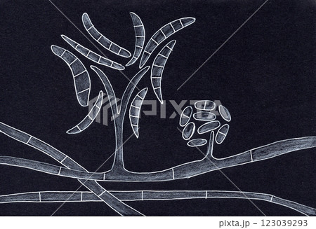 Hand-drawn pen illustration of Fusarium fungi 123039293