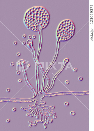 Rhizopus fungi, 3D illustration 123039375