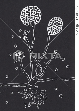 Hand-drawn pen illustration of Rhizopus fungi 123039376