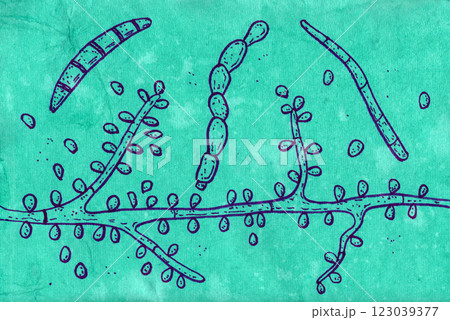 Hand-drawn pen illustration on aged paper depicting Trichophyton verrucosum morphology 123039377