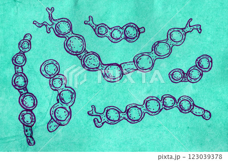 Hand-drawn pen illustration depicting Trichophyton verrucosum morphology 123039378