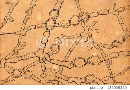 Hand-drawn pen illustration on aged paper in vintage style, showcasing the morphology of Trichophyton violaceum 123039380