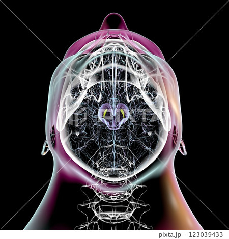 Atrophic substantia nigra in Parkinson's disease, 3D illustration 123039433
