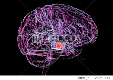 Human brain with highlighted substantia nigra, 3D illustration 123039435