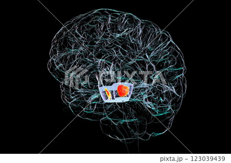 Human brain with highlighted substantia nigra, 3D illustration 123039439