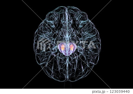 Human brain with highlighted substantia nigra, 3D illustration 123039440