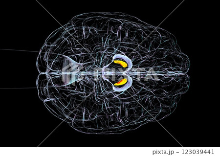 Human brain with highlighted substantia nigra, 3D illustration 123039441