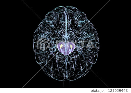 Atrophic substantia nigra in Parkinson's disease, 3D illustration 123039448