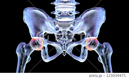 Human pelvic bones anatomy, 3D illustration 123039471