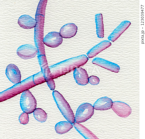 Hand-drawn watercolor illustration of Candida albicans fungi 123039477