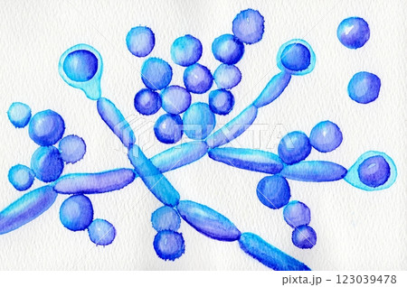 Hand-drawn watercolor illustration of Candida albicans fungi, depicting its structure and morphology in artistic scientific style. 123039478