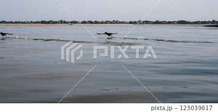 Double Crested Cormorants Running Swiftly Across Water at Coastal Location Double Crested Cormorants Running Swiftly Across Water at Coastal Location 123039617