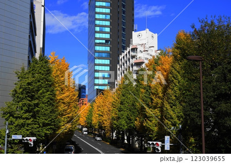 黄葉のイチョウ並木のある神宮前・明治通り　12月渋谷1162黄葉のイチョウ並木・神宮前1丁目 123039655