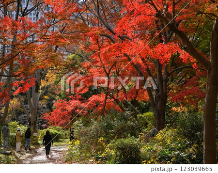 紅葉に包まれる日比谷公園の庭園　12月千代田1097モミジの紅葉・日比谷公園 123039665