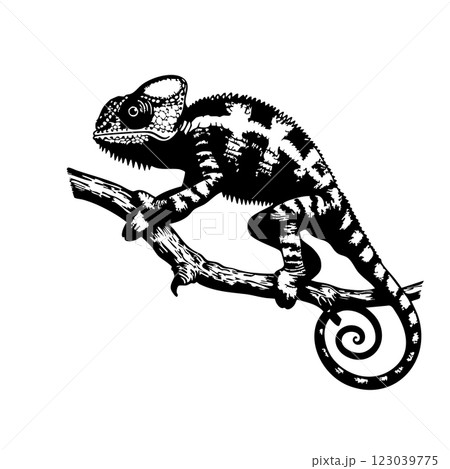Vintage black and white line art illustration of a chameleon on a dry branch. Highly detailed, artistic, and perfect for tattoos, prints, and designs. 123039775