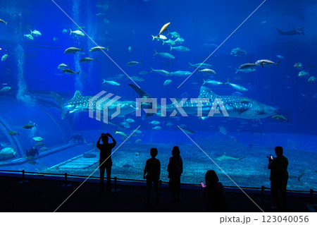 ジンベイザメで有名な美ら海水族館 123040056