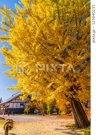 【長野県】紅葉期の龍岡城五稜郭 【長野県】紅葉期の龍岡城五稜郭 123040235