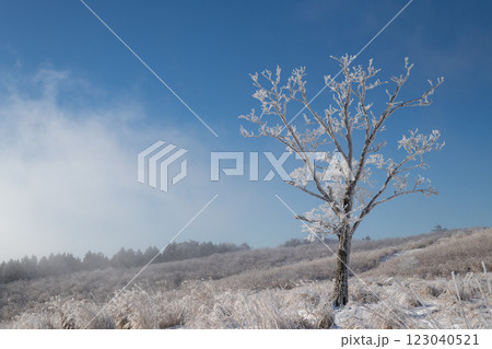 霧氷と青空 霧氷と青空 123040521