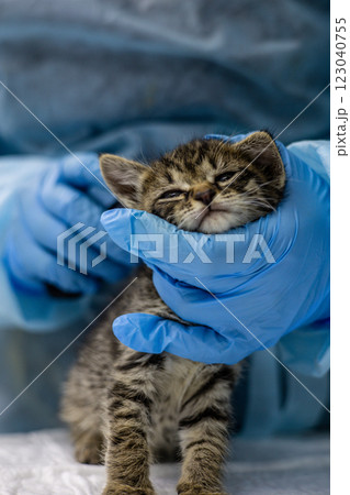 Gloved hands gently hold a small tabby kitten during a medical examination. The doctor provides the necessary care and support to a vulnerable little kitten in need of treatment. Gloved hands gently hold a small tabby kitten during a medical examination. The doctor provides the necessary care and support to a vulnerable little kitten in need of treatment. 123040755