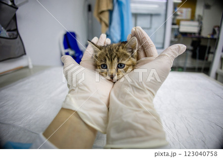 A veterinarian holds the face of a cute homeless kitten in his caring hands while examining it. A veterinarian wearing gloves carefully examines a small homeless kitten in a veterinary clinic. 123040758