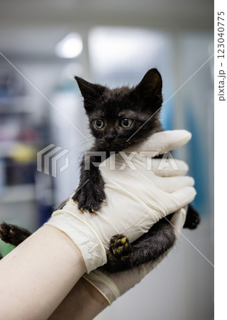 A veterinarian in gloves carefully holds a small, dirty black stray kitten in a veterinary clinic. The doctor provides assistance and examines the stray animal. A stray kitten in a veterinary clinic. A veterinarian in gloves carefully holds a small, dirty black stray kitten in a veterinary clinic. The doctor provides assistance and examines the stray animal. A stray kitten in a veterinary clinic. 123040775