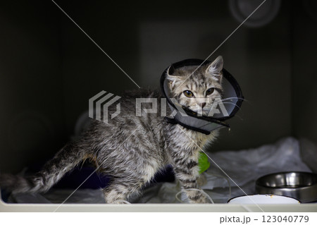 Kitten being treated in a veterinary hospital. A recovering kitten in a protective cone lies in a box in a veterinary hospital, receives intravenous fluids and awaits full recovery. 123040779