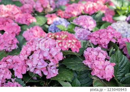 Blue, purple and pink bigleaf hydrangea or French hydrangea or penny mac or hortensia  123040943