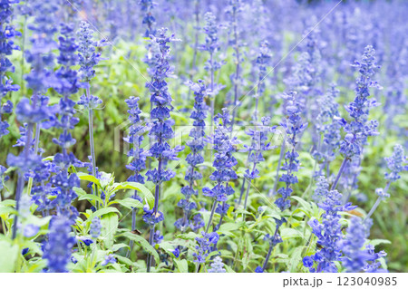Fresh Blue salvia flower in the garden. Fresh Blue salvia flower in the garden. 123040985