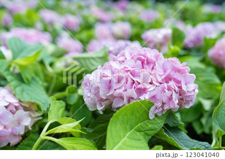 Close up of Pink and purple hydrangeas flowers. 123041040