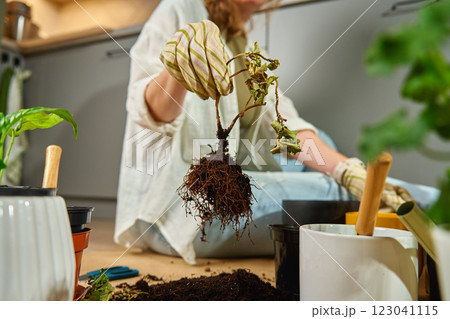 Woman wearing gardening gloves holding plant with exposed roots during repotting process. Gardener transplanting houseplant at home, sitting on floor surrounded by gardening tools and potted plants Woman wearing gardening gloves holding plant with exposed roots during repotting process. Gardener transplanting houseplant at home, sitting on floor surrounded by gardening tools and potted plants 123041115