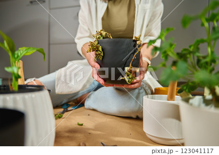 Woman holding wilted plant with dried leaves in black pot. Female gardener tending to her flowers at home, trying to revive houseplant. Concept of plant care and gardening challenges Woman holding wilted plant with dried leaves in black pot. Female gardener tending to her flowers at home, trying to revive houseplant. Concept of plant care and gardening challenges 123041117