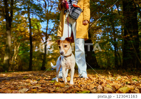 Woman walking her small dog in city park in fall season. Jack Russell Terrier playing in autumn forest with his owner. Female dog sitter walks with dog at morning, leads dog on leash. Pet care Woman walking her small dog in city park in fall season. Jack Russell Terrier playing in autumn forest with his owner. Female dog sitter walks with dog at morning, leads dog on leash. Pet care 123041163