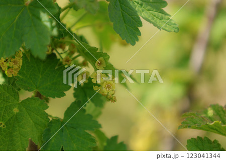 フサスグリ 123041344